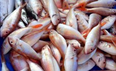 Fresh-caught red snappers — Stock Photo