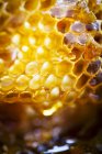 Raw sweet honeycomb — Stock Photo