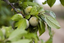 Greengages growing on tree — Stock Photo