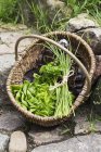 Lattughe con erba cipollina e prezzemolo — Foto stock