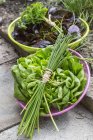 Листя салату з цибулею і петрушкою — стокове фото