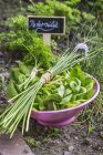 Salat mit Schnittlauch und Petersilie — Stockfoto