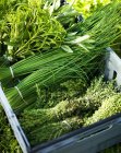 Bunches of herbs in crate — Stock Photo