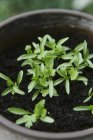 Coriander seedlings growing — Stock Photo
