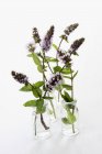Filetti di menta piperita in fiore — Foto stock