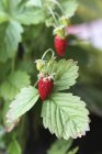 Wild strawberries growing on plant — Stock Photo