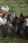Daytime view of different colored hens in grass — Stock Photo