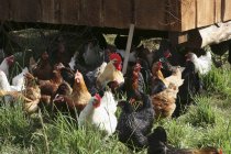 Visão diurna de diferentes galinhas ao ar livre na frente de uma barraca de frango — Fotografia de Stock