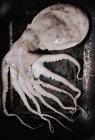 Fresh squid on baking tray — Stock Photo