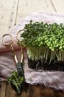 Crescione fresco su un panno di lino con forbici alle erbe — Foto stock
