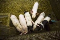 Overhead view of feeding pigs indoors — Stock Photo