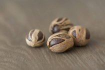 Мускатные орехи в сушеных цветах — стоковое фото