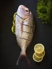 Fresh red snapper — Stock Photo