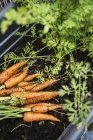 Zanahorias frescas crudas - foto de stock