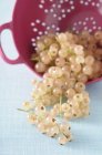 White currants and bowl — Stock Photo