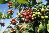 Primer plano vista diurna de granos de café crudos en un arbusto - foto de stock