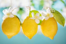 Limones colgando con flores - foto de stock