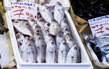 Frischer Fisch mit Preisschildern — Stockfoto