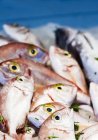 Fresh pandora fish in heap — Stock Photo