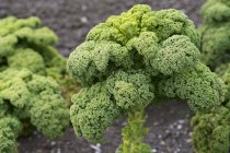 Kale growing in field — Stock Photo