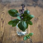 Basil in bottle of water — Stock Photo