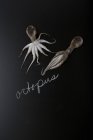 Свежие сырые осьминоги — стоковое фото