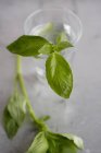 Fresh basil in glass of water — Stock Photo