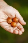 Hand holding fresh picked hazelnuts — Stock Photo