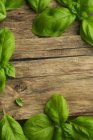 Albahaca verde fresca - foto de stock