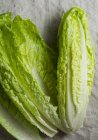 Fresh Romain Lettuce leaves — Stock Photo
