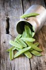 Closeup view of Mange tout in front of an old overturned milk churn — Stock Photo