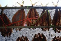 Nahaufnahme tagsüber beim Trocknen von Fischen in Netzen — Stockfoto