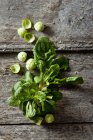 Organic spinach and sprouts — Stock Photo