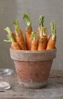 Zanahorias recién cosechadas - foto de stock