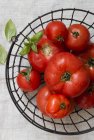 Различные красные помидоры — стоковое фото
