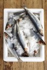 Fresh herrings in bucket of ice — Stock Photo