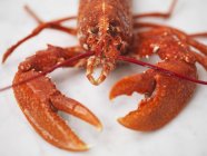 Closeup cropped view of one cooked lobster on white surface — Stock Photo