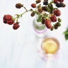 Sprig of unripe blackberries — Stock Photo