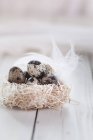 Крупный план перепелиных яиц в сенном гнезде с пером — стоковое фото