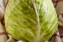 Fresh white cabbage — Stock Photo