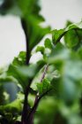 Hojas de remolacha en un jardín sobre fondo borroso - foto de stock