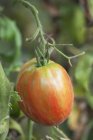 Tomate wächst auf Pflanze — Stockfoto