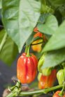 Peppers growning on plant — Stock Photo