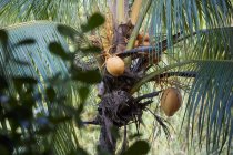 Крупный план кокосов на пальме — стоковое фото