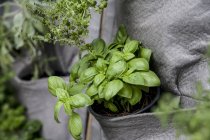 Basil growing in pot — Stock Photo