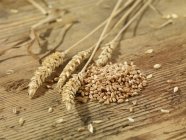 Semillas de trigo y espigas de trigo - foto de stock