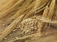 Barley seeds and ears of barley — Stock Photo