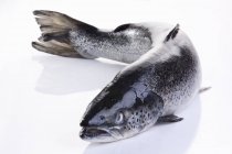 Fresh raw salmon — Stock Photo