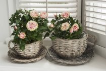 Closeup view of mini rose bushes in wicker cup-shaped planters — Stock Photo