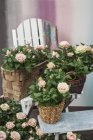 Roses en pot dans des jardinières en osier sur un tabouret et sur un banc — Photo de stock